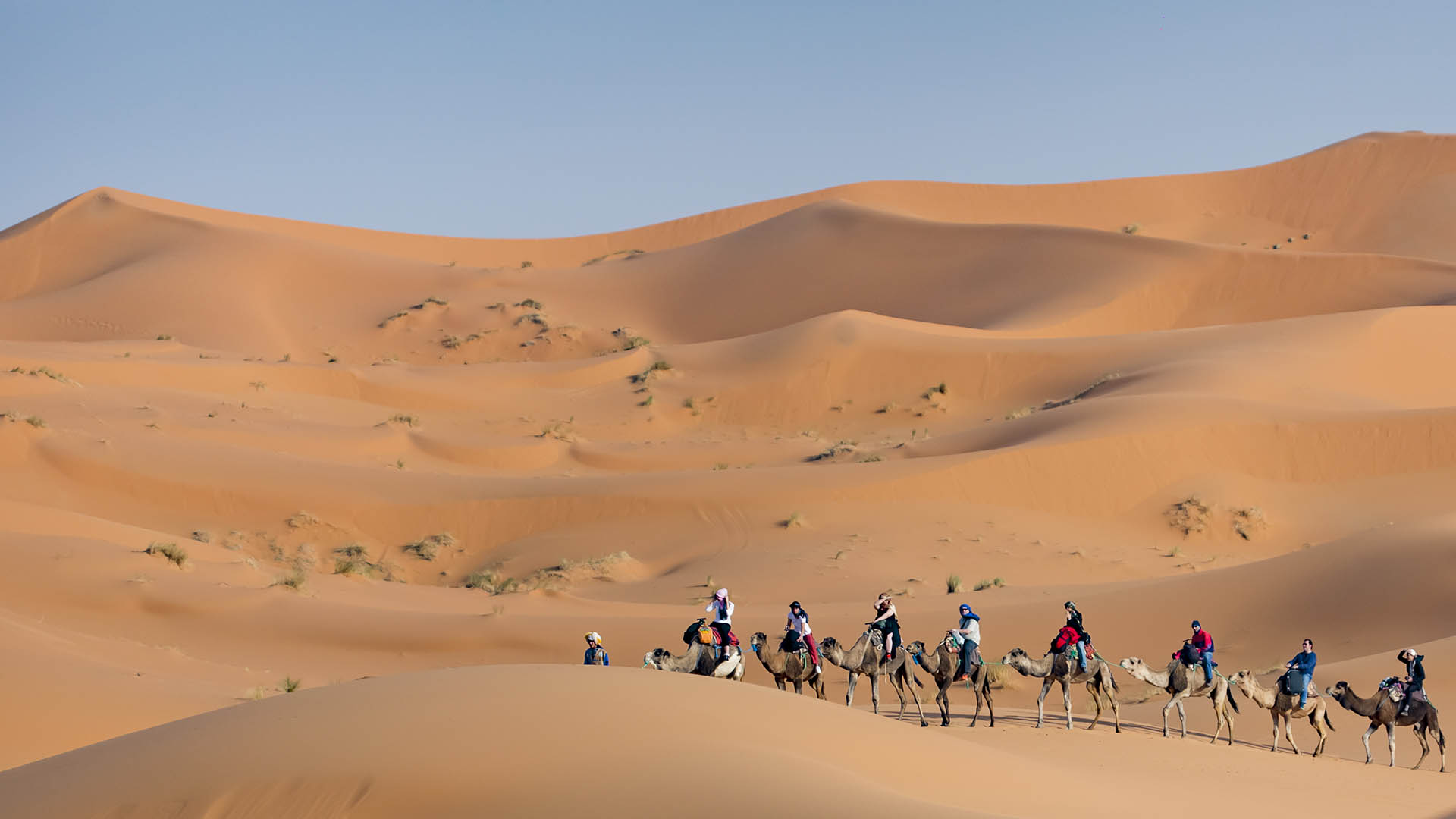Pagina Inicio Riad Dar Hassan - Caravana de camellos en el desierto de Marruecos, en las dunas de Erg Chebbi