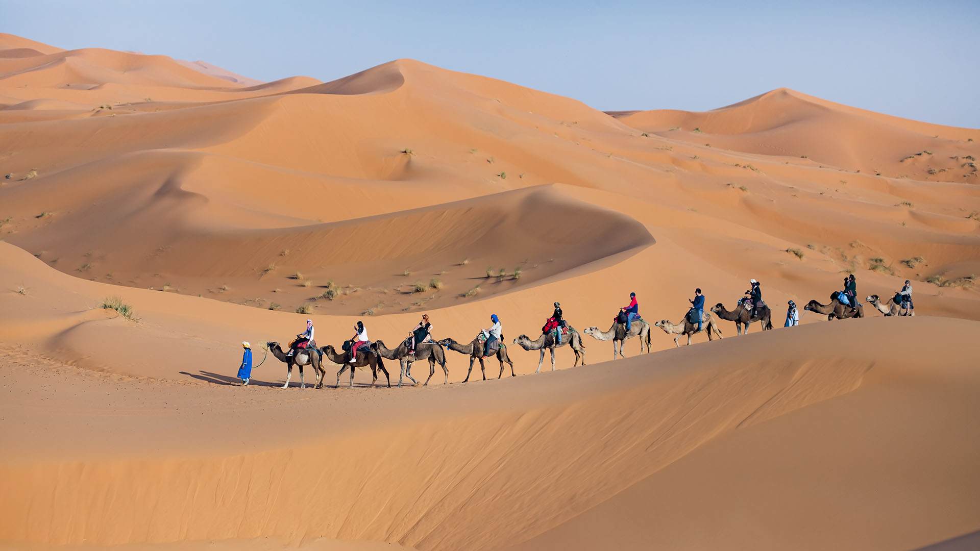 Activities Riad Dar Hassan - Camels in the desert